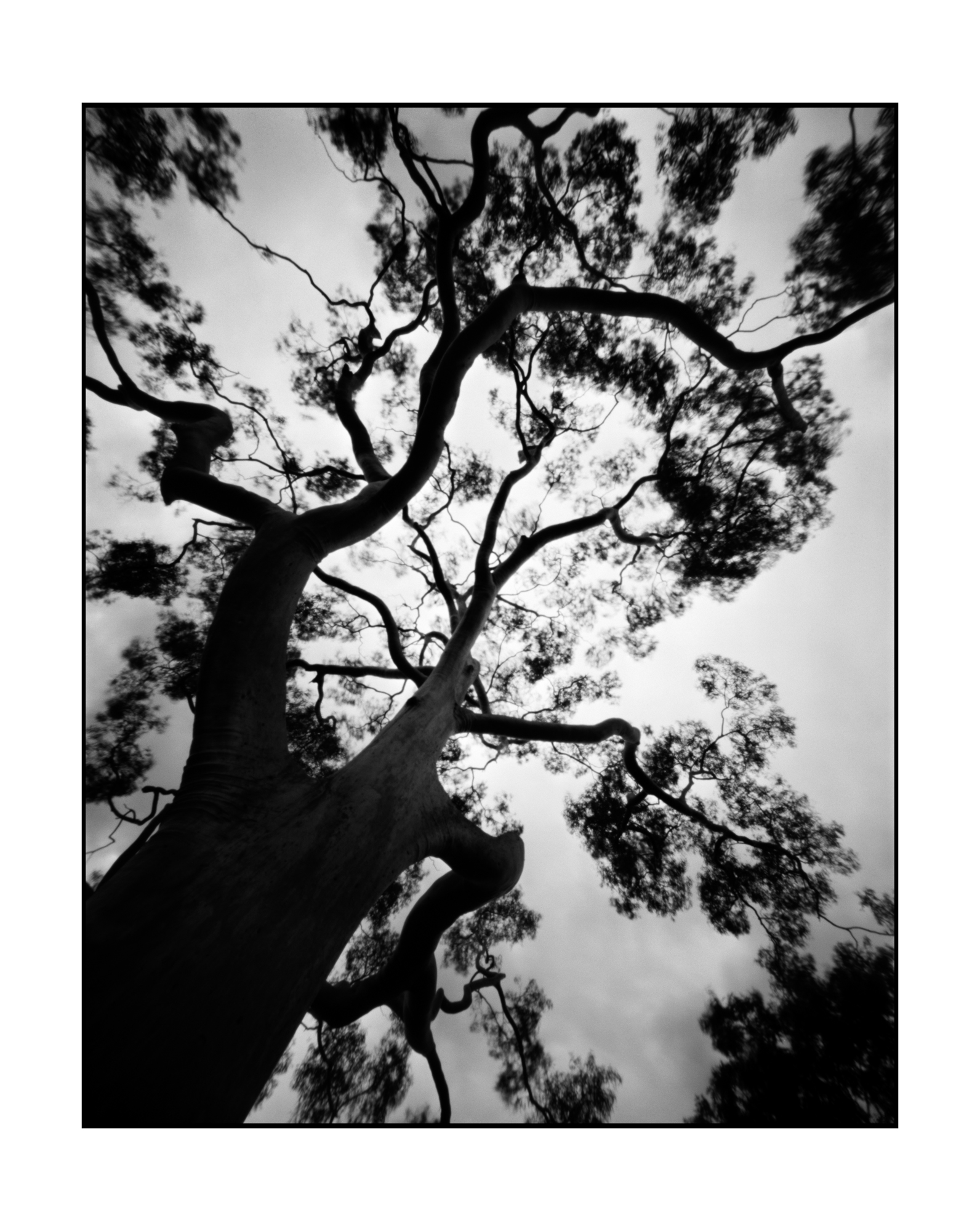 Gum Tree_Parramatta_2022